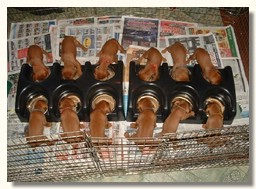 Weanafeeda Maxi Valpbar x 6 - 3