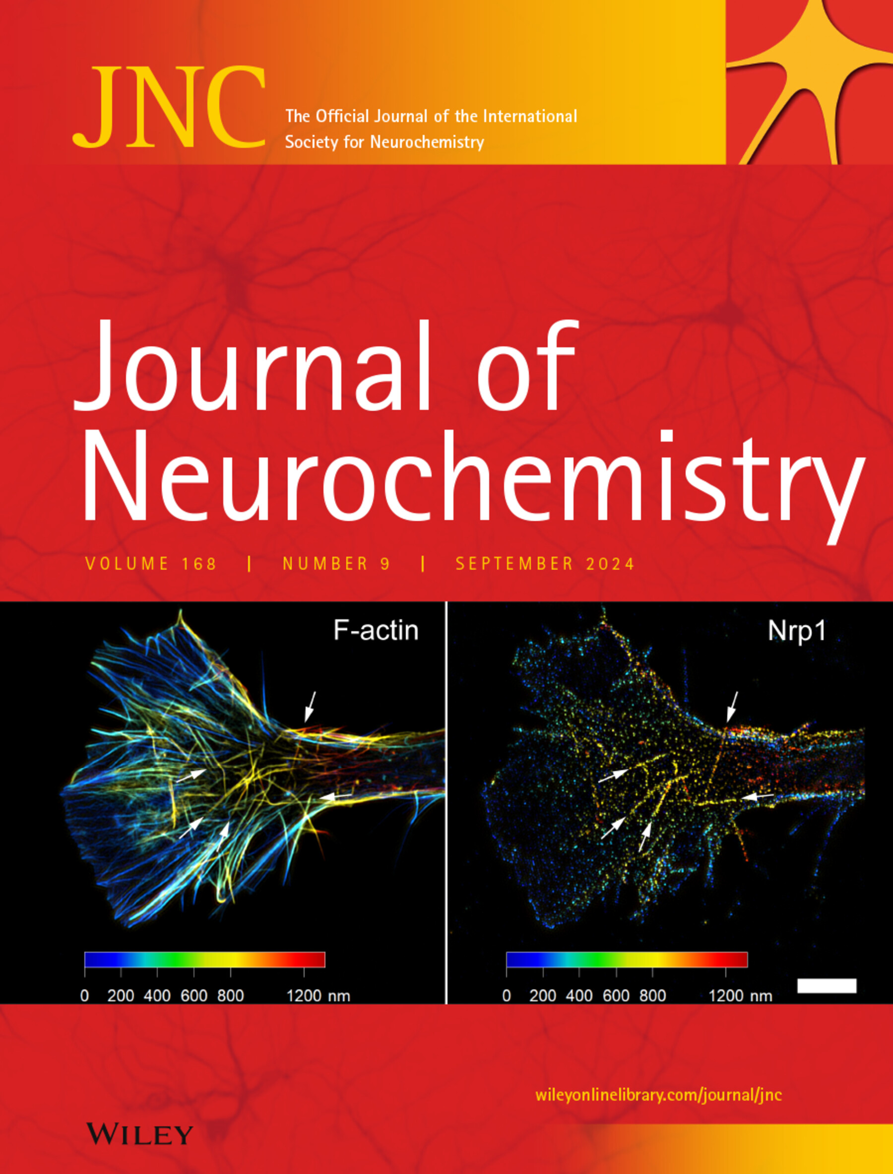 Amyloid beta 1‐40 and 1‐42 fibril ratios and maturation level cause conformational differences with minimal impact on autophagy and cytotoxicity