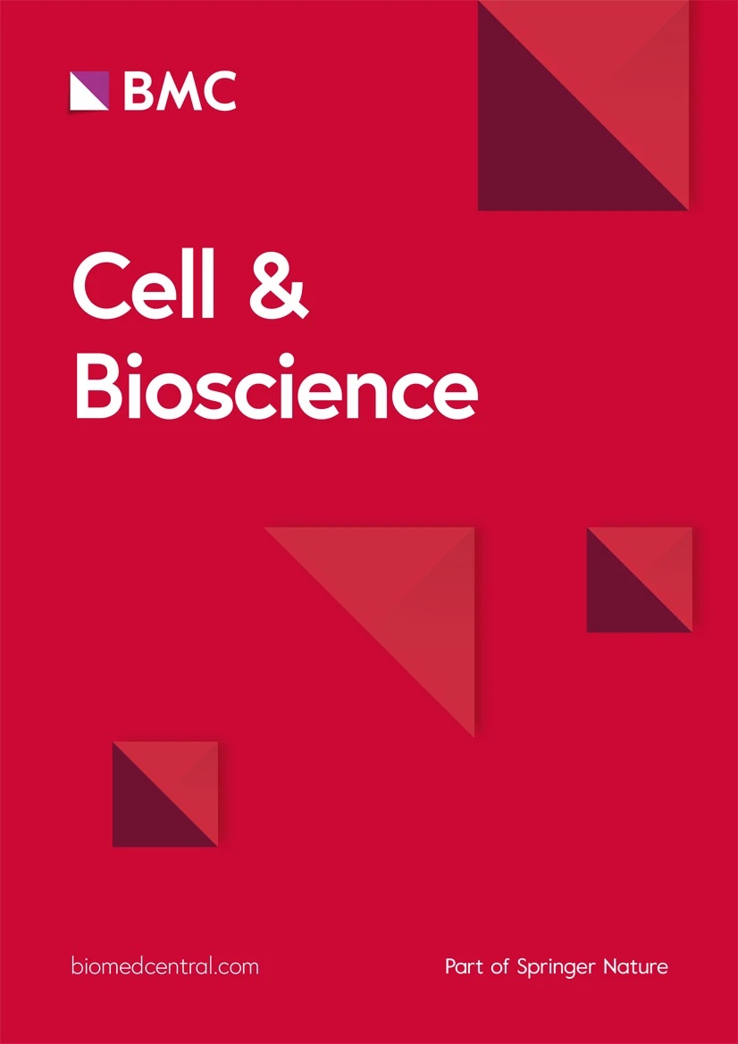 The interwoven fibril-like structure of amyloid-beta plaques in mouse brain tissue visualized using super-resolution STED microscopy