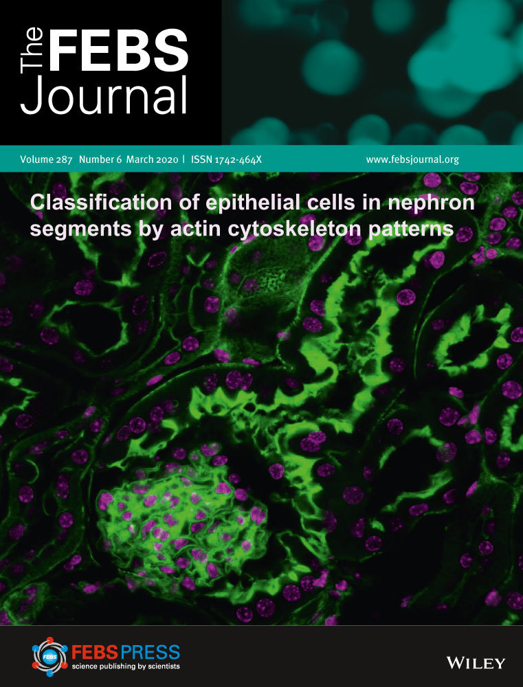 Apolipoprotein E impairs amyloid-β fibril elongation and maturation
