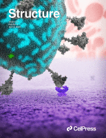 Structural and dynamic insights into α-synuclein dimer conformations