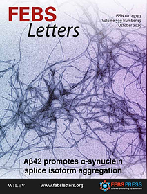 Biophysical analysis of angiotensin II and amyloid-β cross-interaction in aggregation and membrane disruption