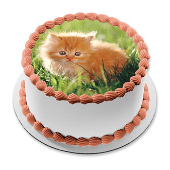 Kakebilde Katt 2 R