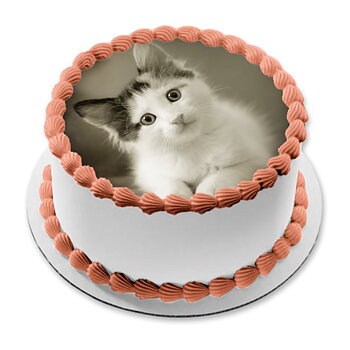 Kakebilde Katt 6 R