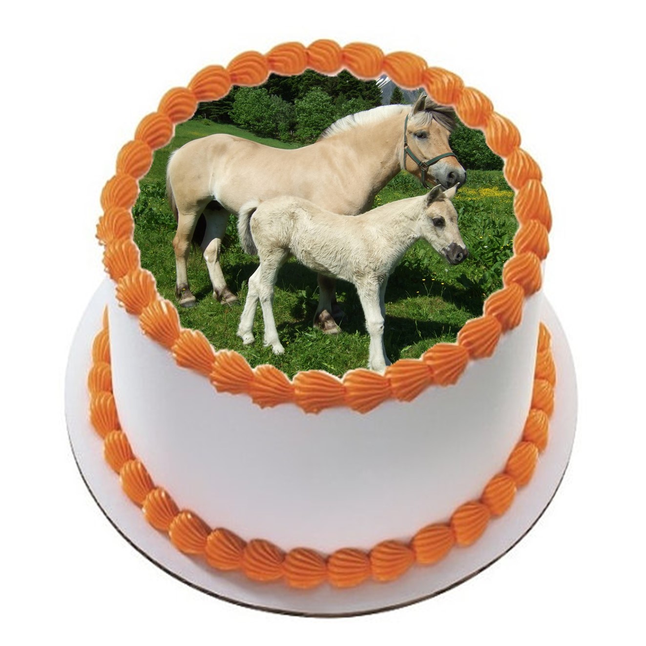 Hest 13 R