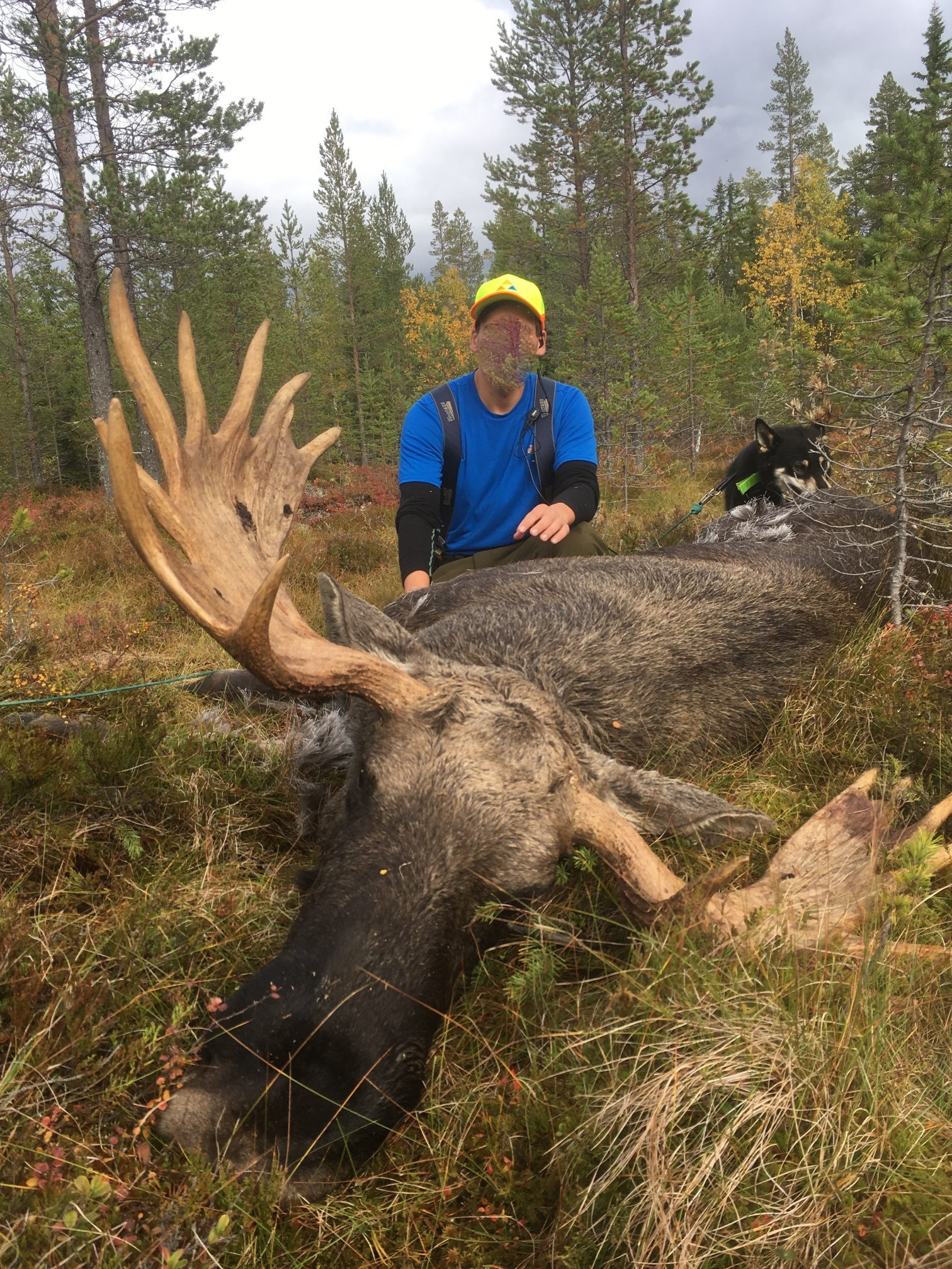Jakt i Sverige. Älg/småvilt