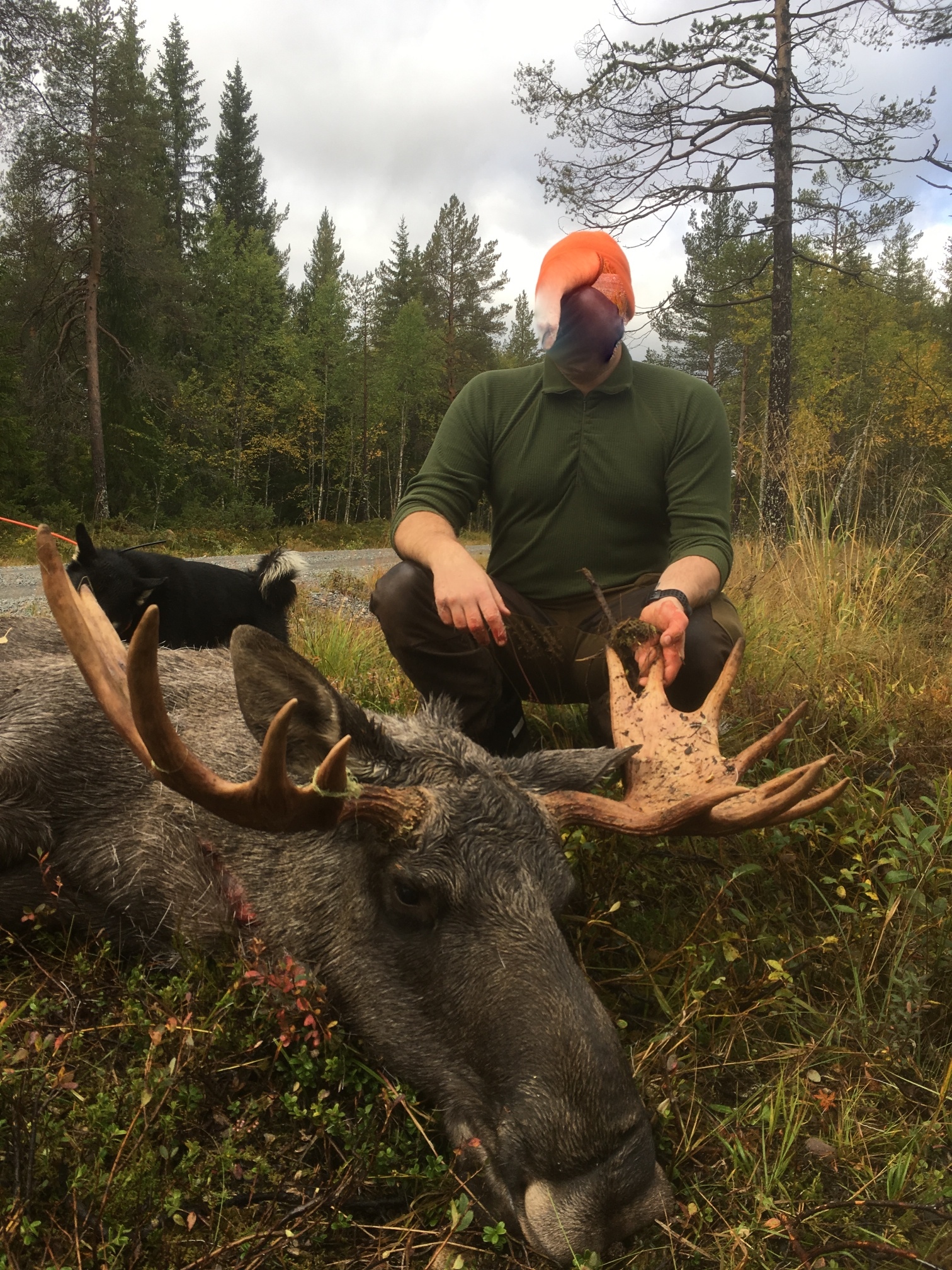 Jakt i Sverige. Älg/småvilt - 2