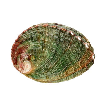 Paua snäckskal - Ej polerat -  8cm