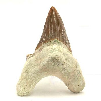 Förstenad Hajtand - 5cm