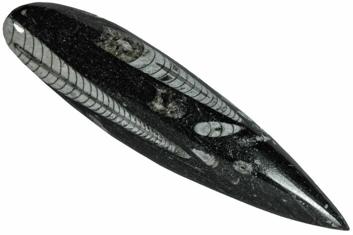 Orthoceratiter  (Cephalopod) - (bläckfisk)  Drop form