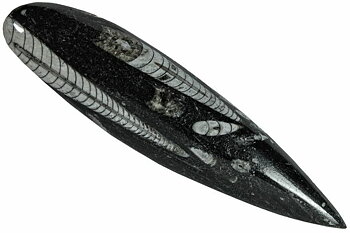 Orthoceratiter  (Cephalopod) - (bläckfisk)  Drop form
