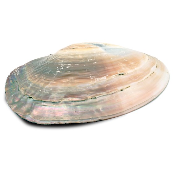 Snäckskal med Pärlemor och Pärla - Smudgeskål, ca. 16cm - 2