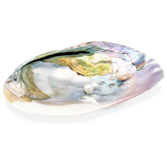 Snäckskal med Pärlemor och Pärla - Smudgeskål, ca. 16cm