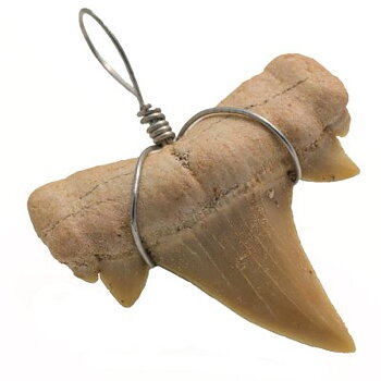 Förstenad Hajtand  Hänge - 45mm