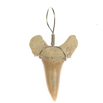 Förstenad Hajtand  Hänge - 45mm