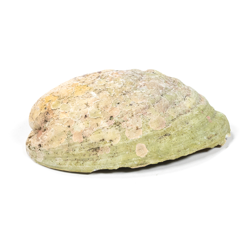 Paua snäckskal - Smudgeskål - 3