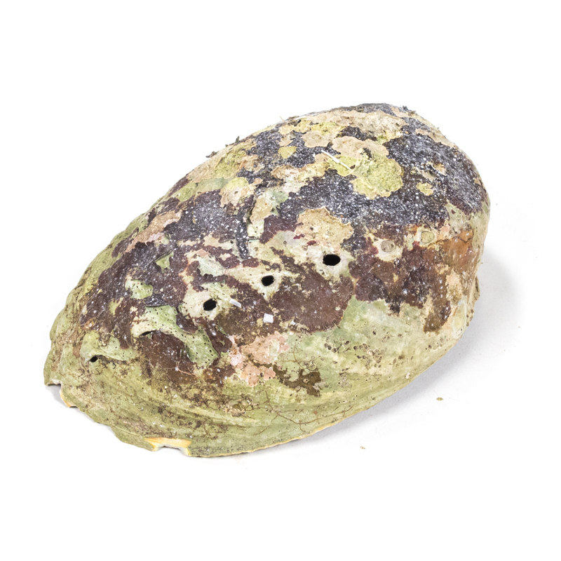 Paua snäckskal - Smudgeskål - 4