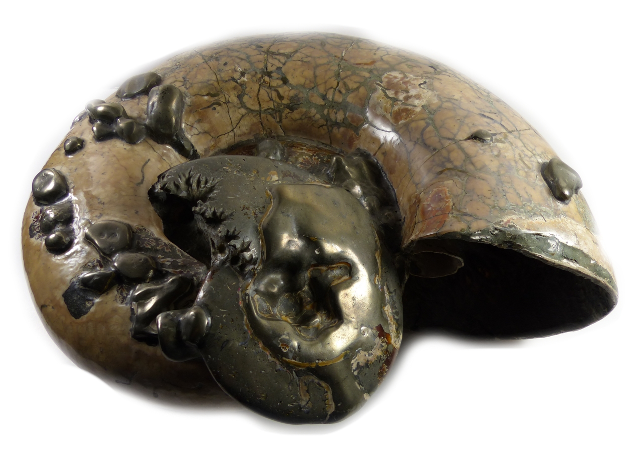 Fossil Ammonit med baby - 20kilo - 4