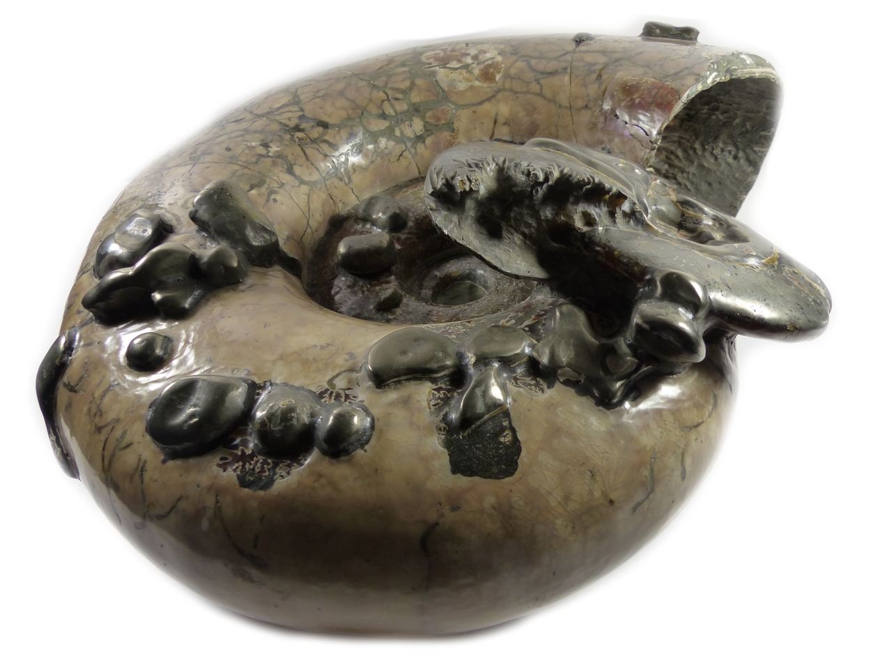 Fossil Ammonit med baby - 20kilo
