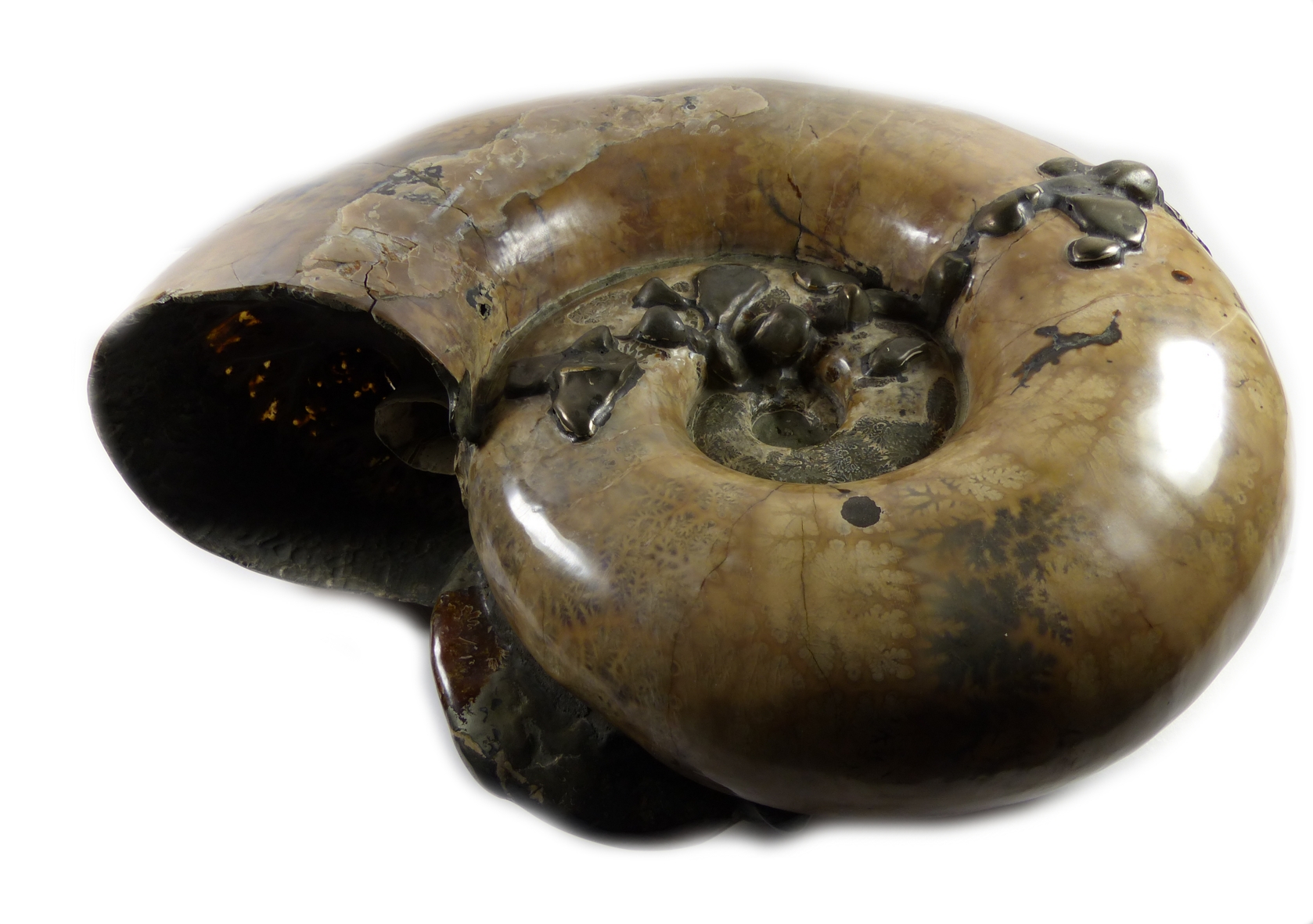 Fossil Ammonit med baby - 20kilo - 2