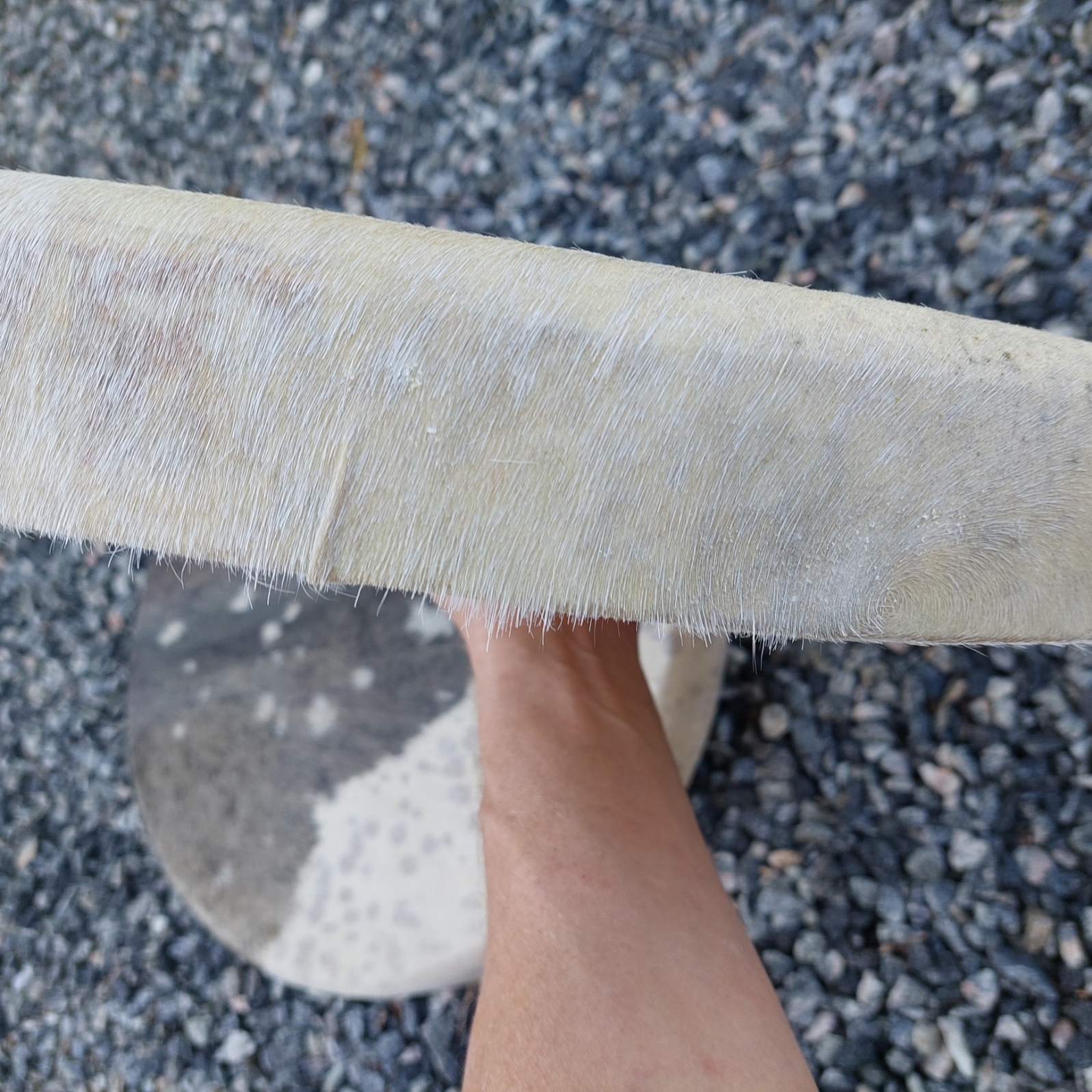 Viking Livets Träd Rund Schamantrumma i getskinn,  Pälsklädd 60cm - 4