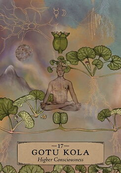 The Herbal Astrology Oracle -  Adriana Ayales - Pocket