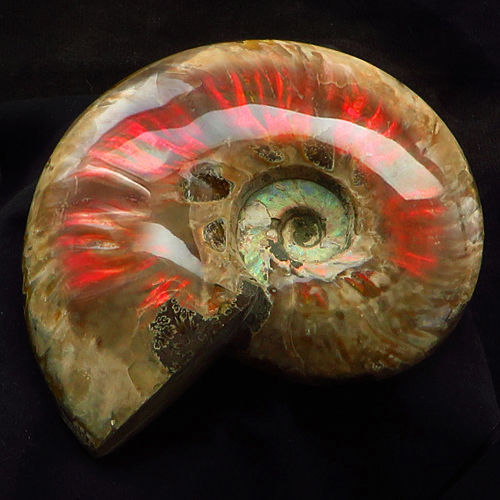 opaliserat ammonit