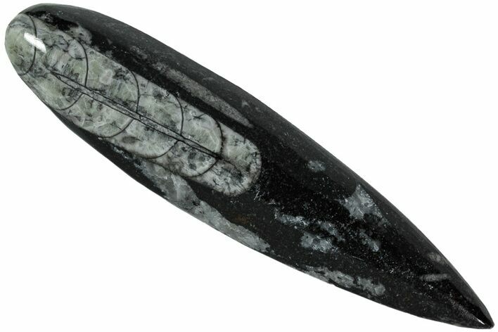 Orthoceratiter  (Cephalopod) - (bläckfisk) ca. 2 - 8 cm  Drop form - 2