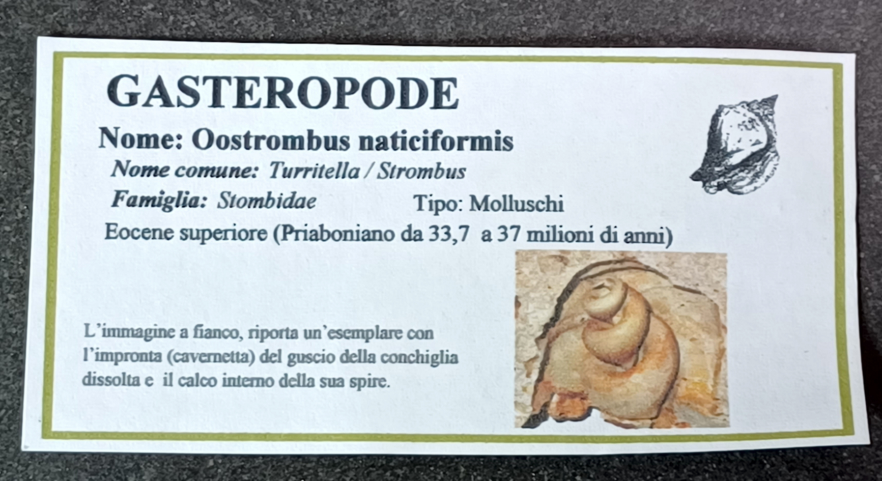 Gastropad ( Förstenat sjönäcka)  Fossil i Grundsten - 2