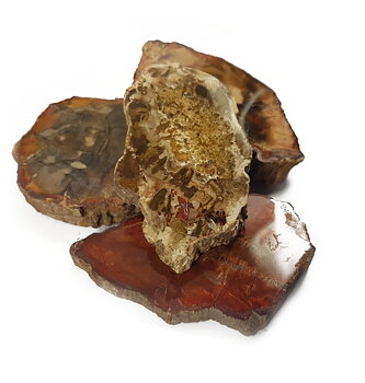 Förstenat Trä Skivor