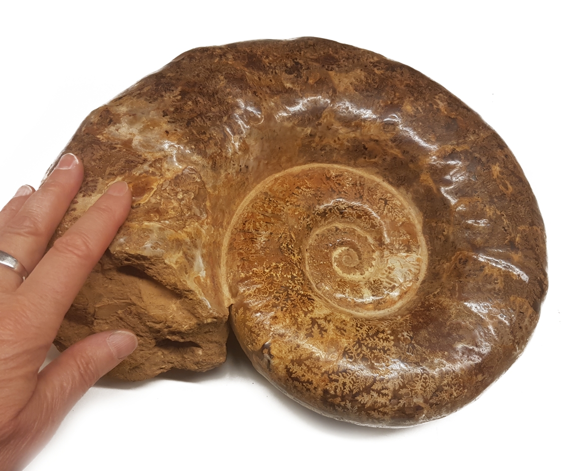 Ammonit Fossil -  7 kilo - 2