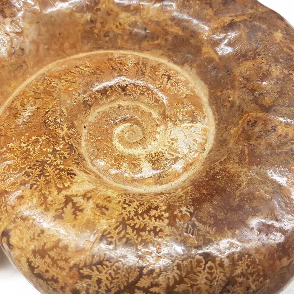 Ammonit Fossil -  7 kilo - 3