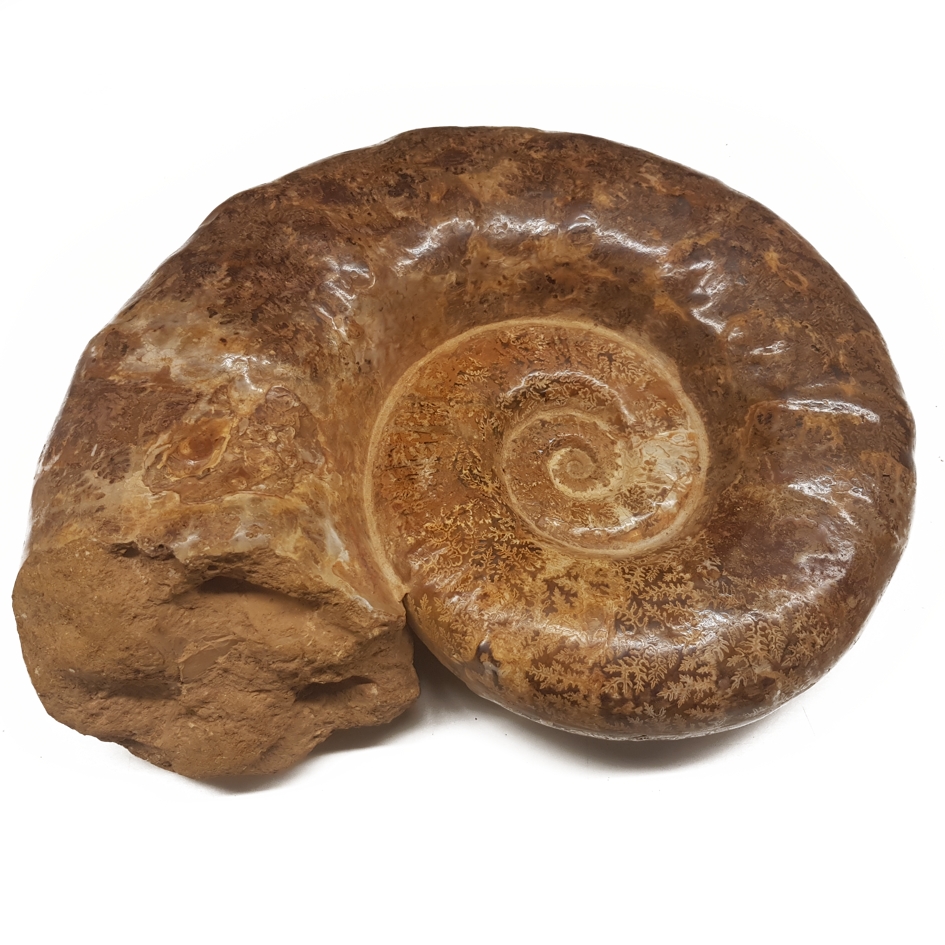 Ammonit Fossil -  7 kilo