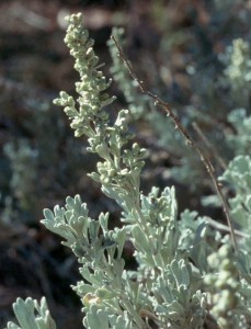 Shasta Salvia / Blå Salvia  Smudge - 30-35gram - 2