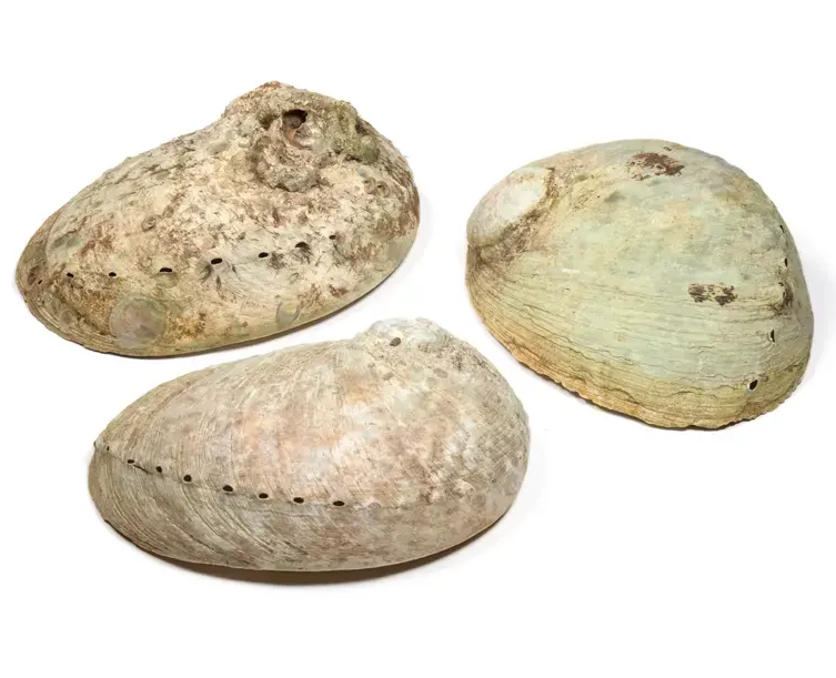 Paua snäckskal,  Haliotis diversicolor - Smudgeskål,   ca. 9cm - 2