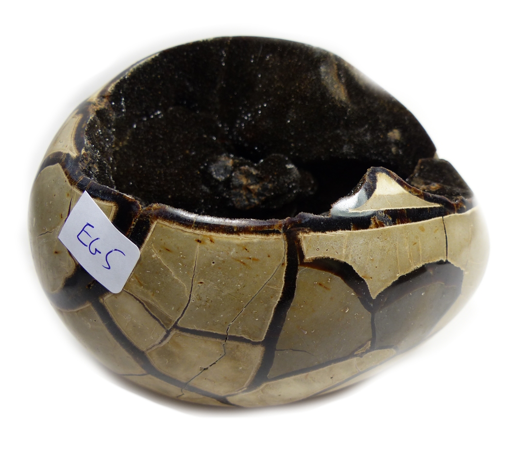 Septaria  Ägg - EG5 - 2