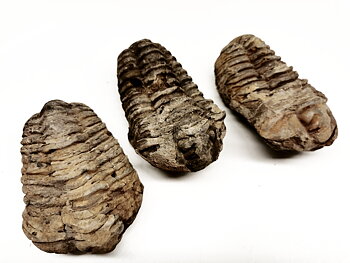 Trilobit - 4 -11 cm