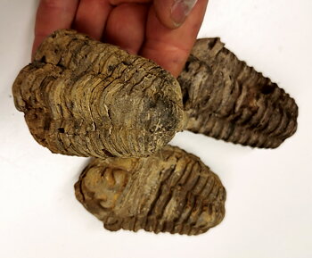 Trilobit - 4 -11 cm