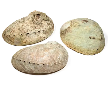 Paua snäckskal,  Haliotis diversicolor - Smudgeskål,   13-16cm
