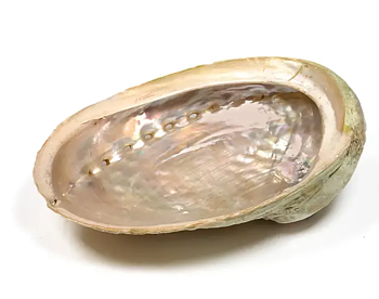 Paua snäckskal,  Haliotis diversicolor - Smudgeskål,   13-16cm