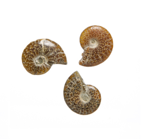 Polerade Ammonit (Cleoniceras) 
