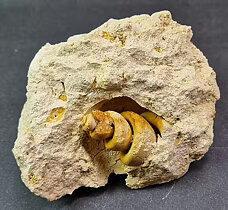 Förstenad Turritella communis