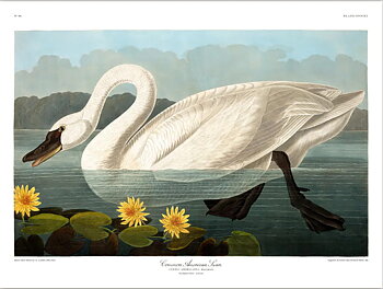 Poster Swan