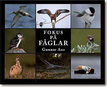 Fokus på fåglar
