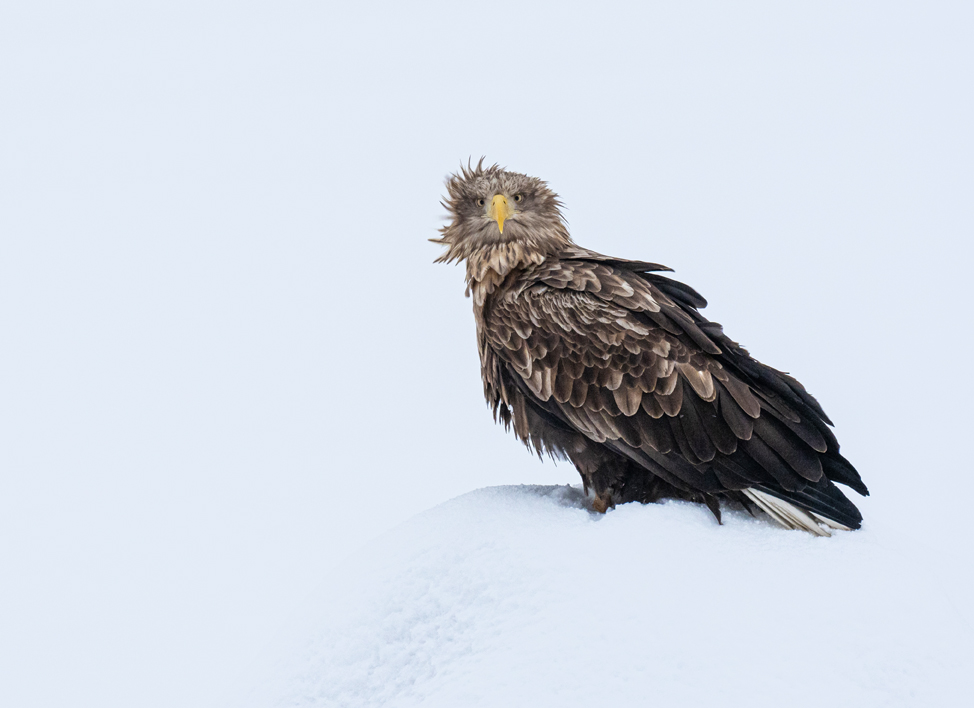 Havsörn på snökullen