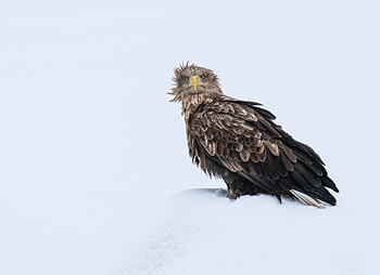Havsörn på snökullen