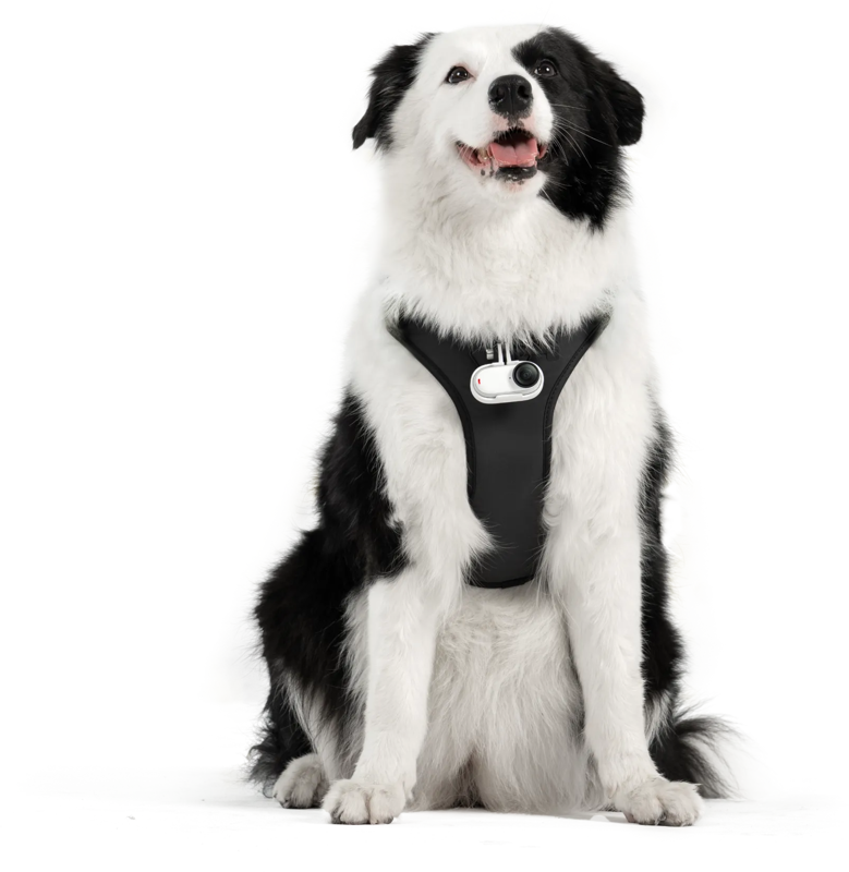Insta360 Pet Harness Mount Size L - 3