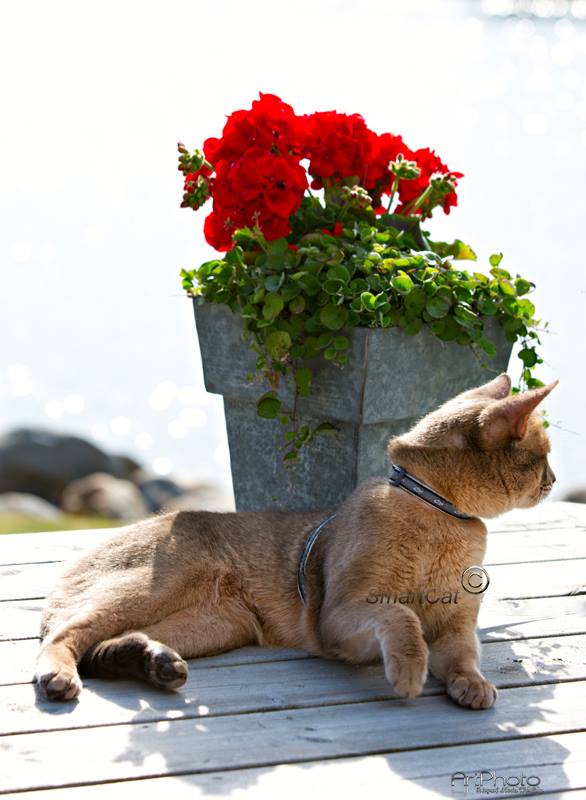 Kattsele Marinblå med koppel från Red Dingo - 2