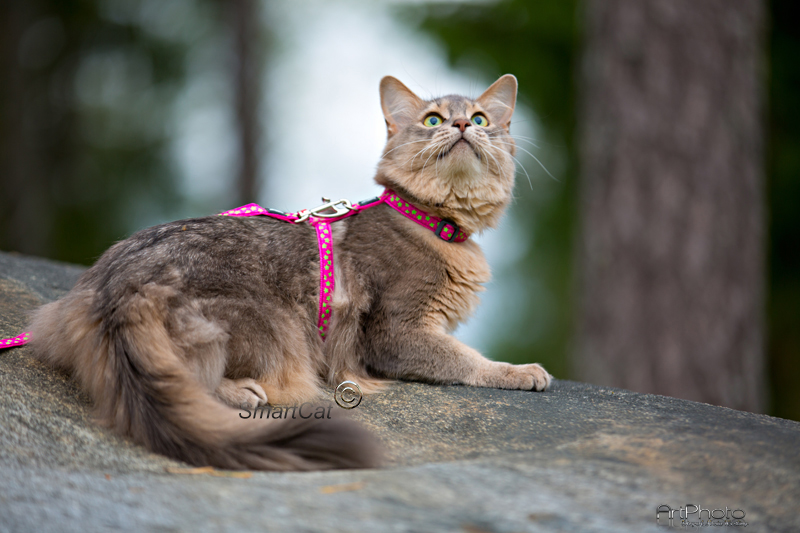 Kattsele Hot pink Limegröna Stjärnor från Red Dingo - 3