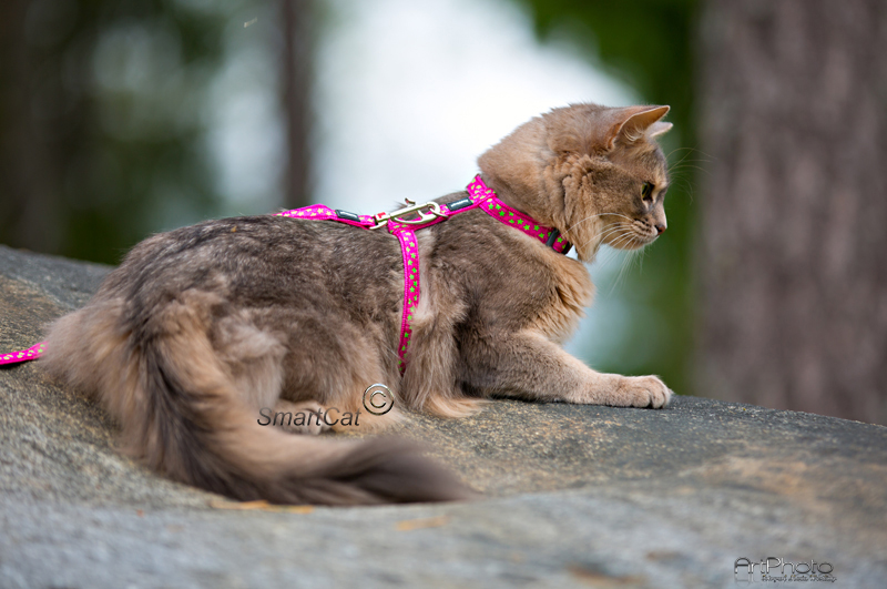 Kattsele Hot pink Limegröna Stjärnor från Red Dingo - 4
